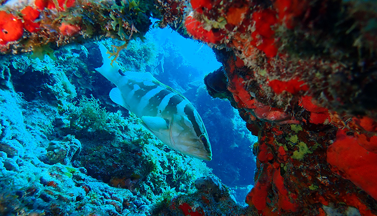 Mérou de Nassau (Epinephelus striatus) © RNN Saint-Martin